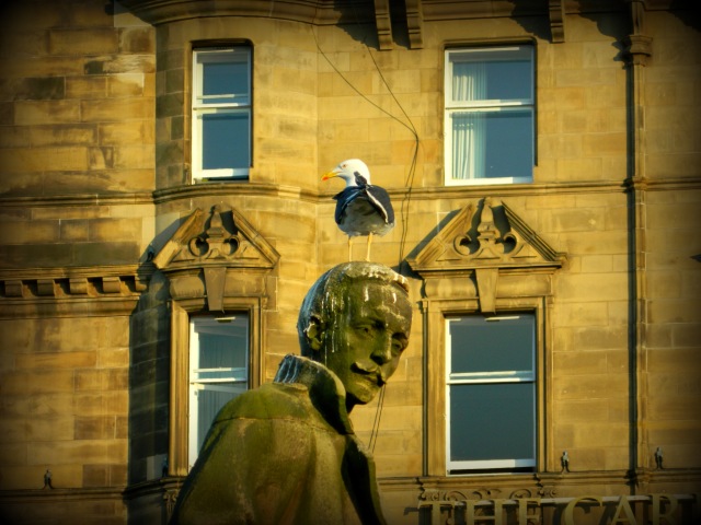bird shitting on statue