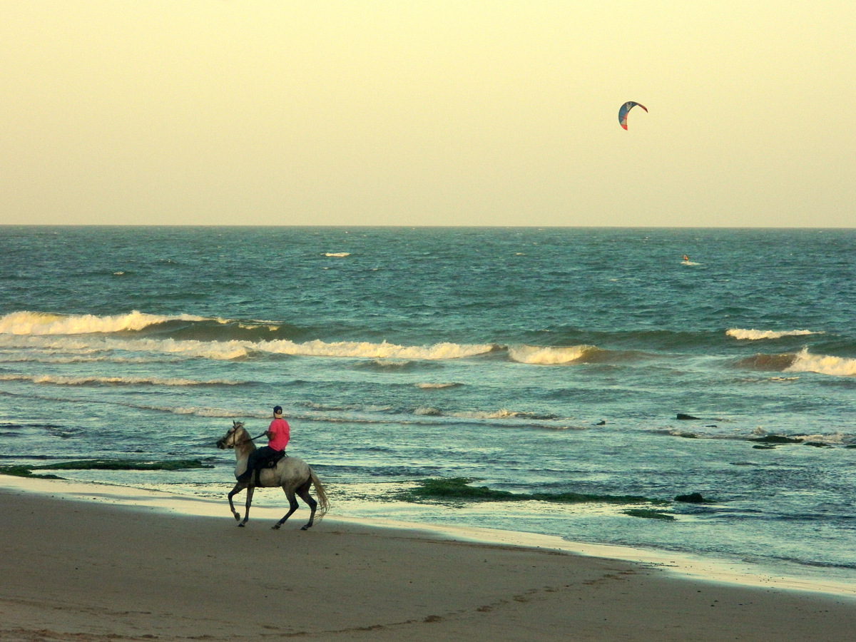 horse beach 2
